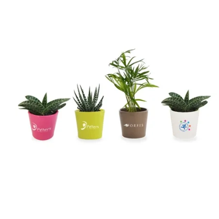 Mini plante dépolluante personnalisée pot céramique - Cera