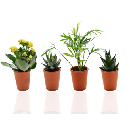 Mini plante dépolluante publicitaire en pot terre cuite Terra - Made in France 