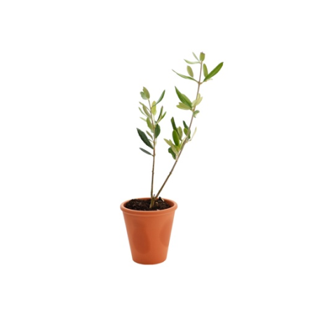 Plant d'arbre personnalisé Prestige - Made in France