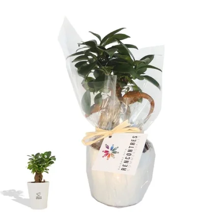 Plante en pot personnalisé Le Ficus Ginseng - petit format Made in France