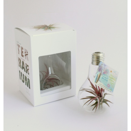 Terrarium publicitaire Tillandsia en forme d'ampoule 