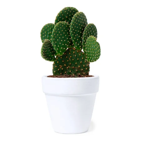 Pot de fleurs personnalisable avec graine de cactus Konte