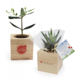 Mini Plante Dépolluante - Cadeau Publicitaire Écologique - Cadoétik