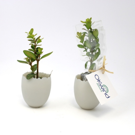 Oeuf mini plan d'arbre personnalisable 100% biodégradable