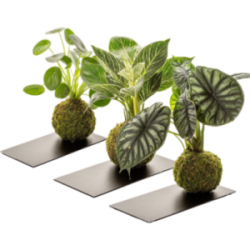 Kokedama personnalisable -...