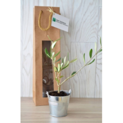 Plant d'arbre personnalisé...