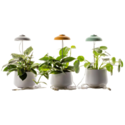 Plante en pot personnalisé...