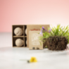 Set de 4 graines à planter personnalisable Tomarux