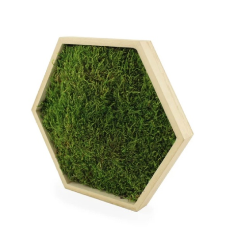 Cadre hexagonal personnalisable en bois avec mousse naturel stabilisé Cadre hexagonal personnalisable en bois avec mousse naturel stabilisé
