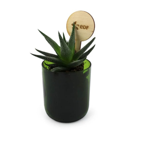 Plante en bouteille recyclé Plante en bouteille recyclé