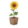 Kit personnalisable avec graines de tournesol SUNFLOWER KIT