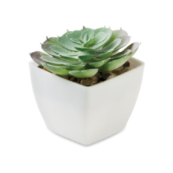 Mini plante personnalisable...
