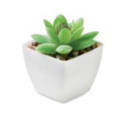 Mini plante personnalisée...
