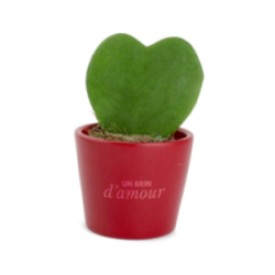 Hoya avec pot personnalisé