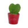 Hoya avec pot personnalisé Hoya avec pot personnalisé