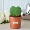 Hoya avec pot personnalisé Hoya avec pot personnalisé