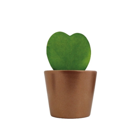 Hoya avec pot personnalisé
