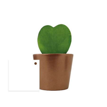 Hoya avec pot personnalisé