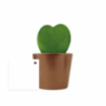 Hoya avec pot personnalisé Hoya avec pot personnalisé