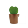 Hoya avec pot personnalisé Hoya avec pot personnalisé
