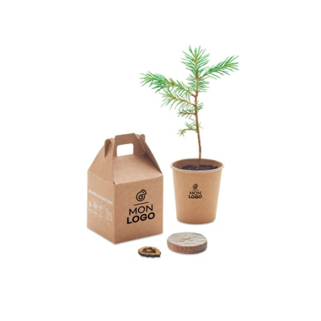Kit personnalisable avec graine de pin dans une boîte en carton